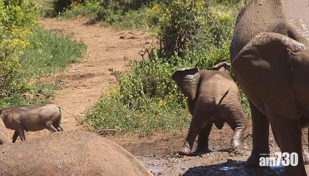 【阿媽救命】象仔挑機不成敗走跣腳 搞笑兼可愛(有片)