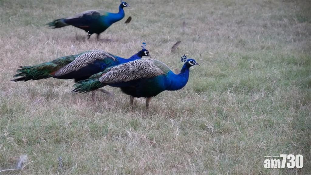 金門孔雀氾濫成災 政府鼓勵捉來吃