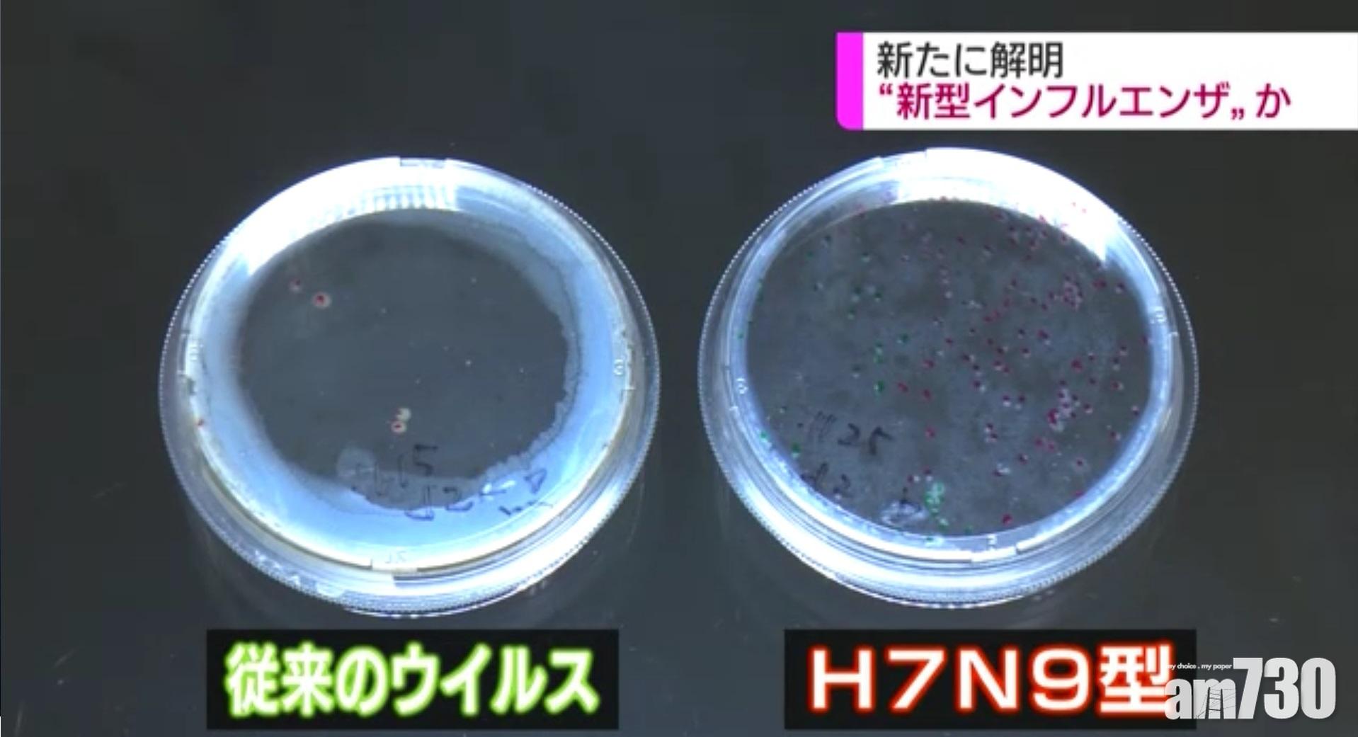 【病毒變種】日本證實H7N9可經飛沫傳播 恐爆全球疫情