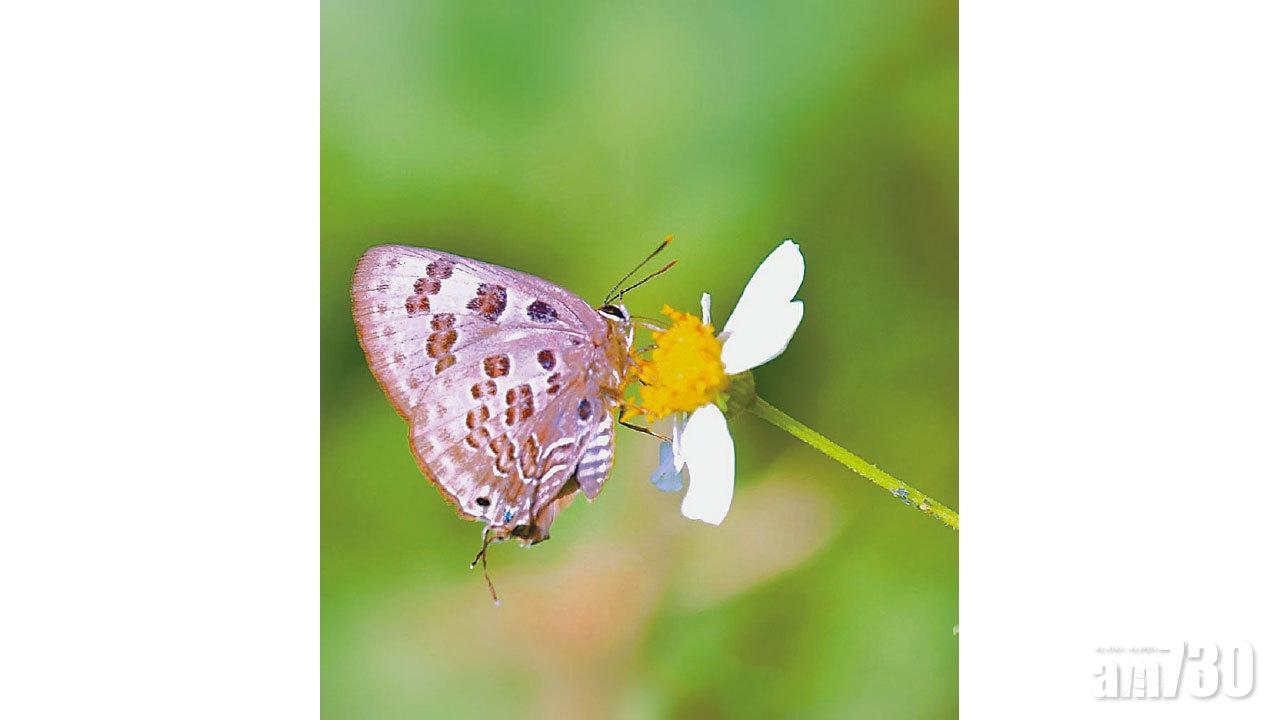 港再見斯米玳灰蝶  專家︰氣候暖化致物種北移