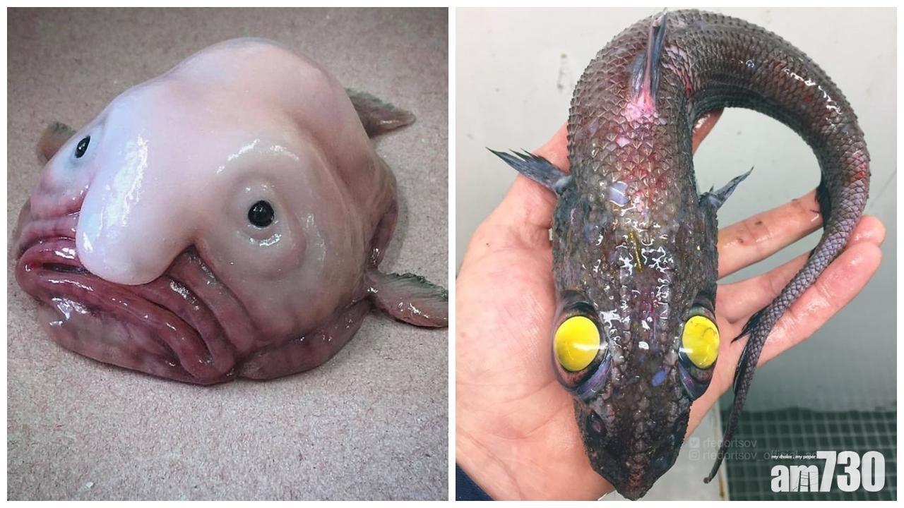 俄羅斯漁夫IG曬各種「深海怪物」
