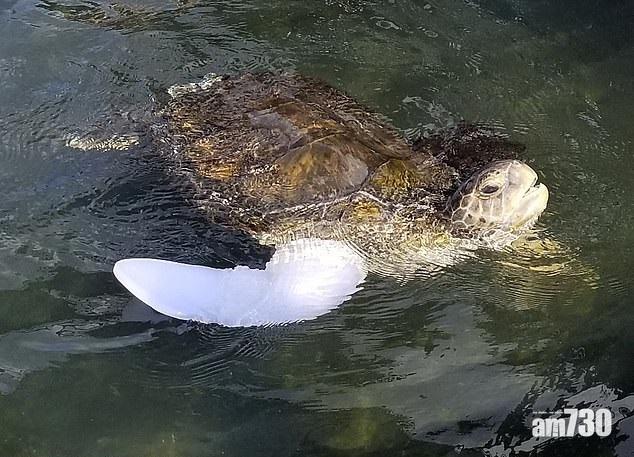 【回復自由】綠海龜喜獲義肢 17年後終可回歸大海 (有片)