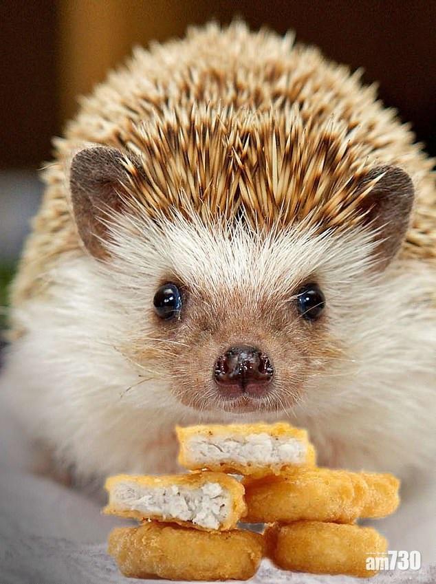 寵物尷尬 主人縱壞