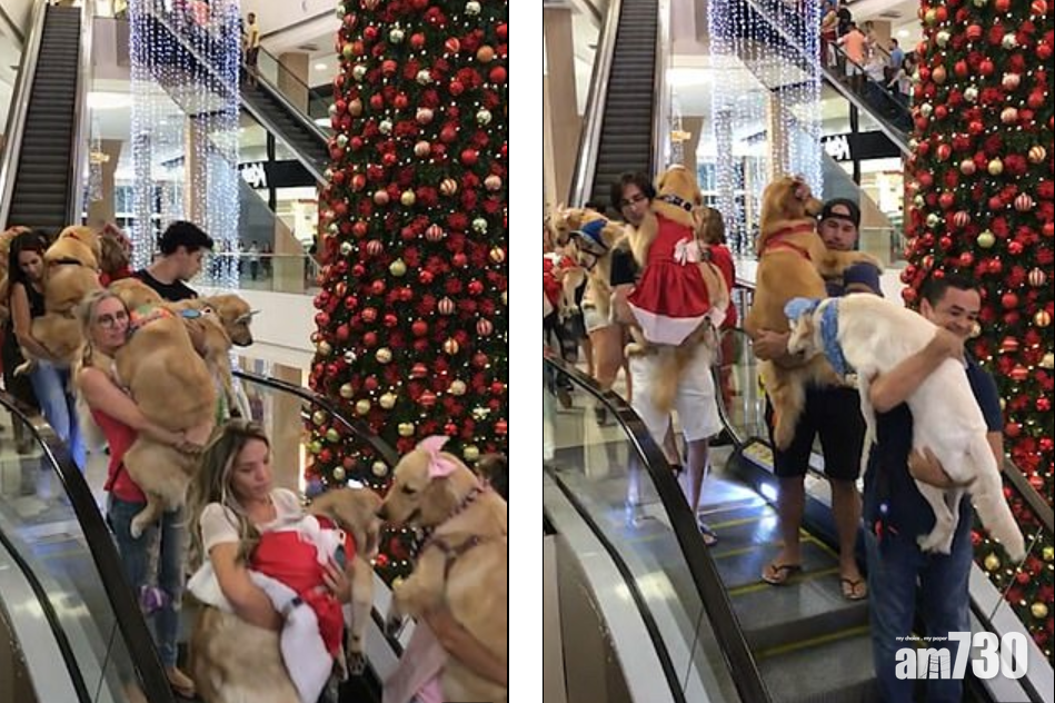 金毛犬千金一刻