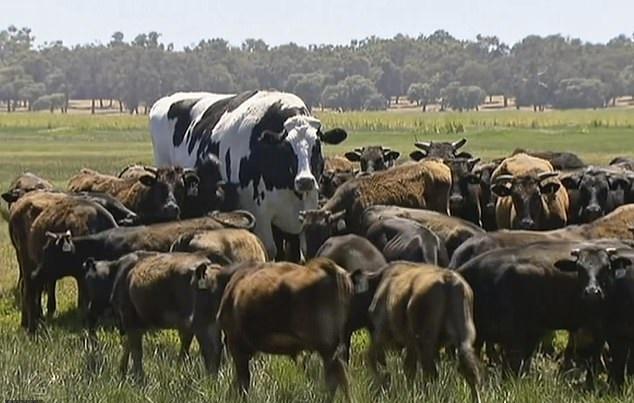 牛王雞霸 大到不能劏