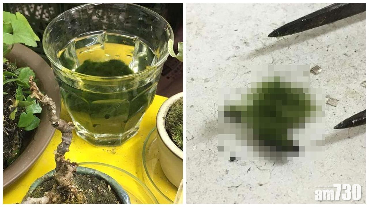 種小盆栽6年先發現係假？ 日網友崩潰：還我心血！