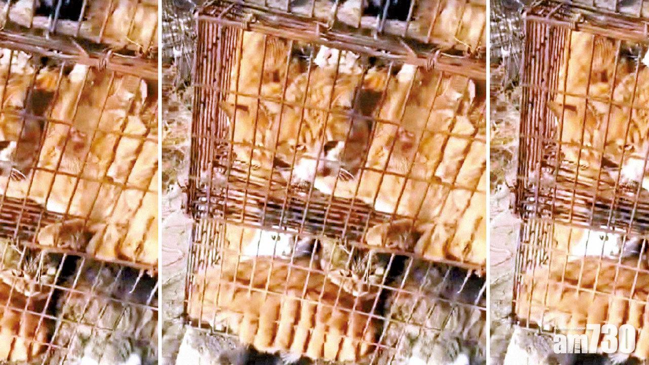 天津搗非法屠宰場 375貓險成香腸原料