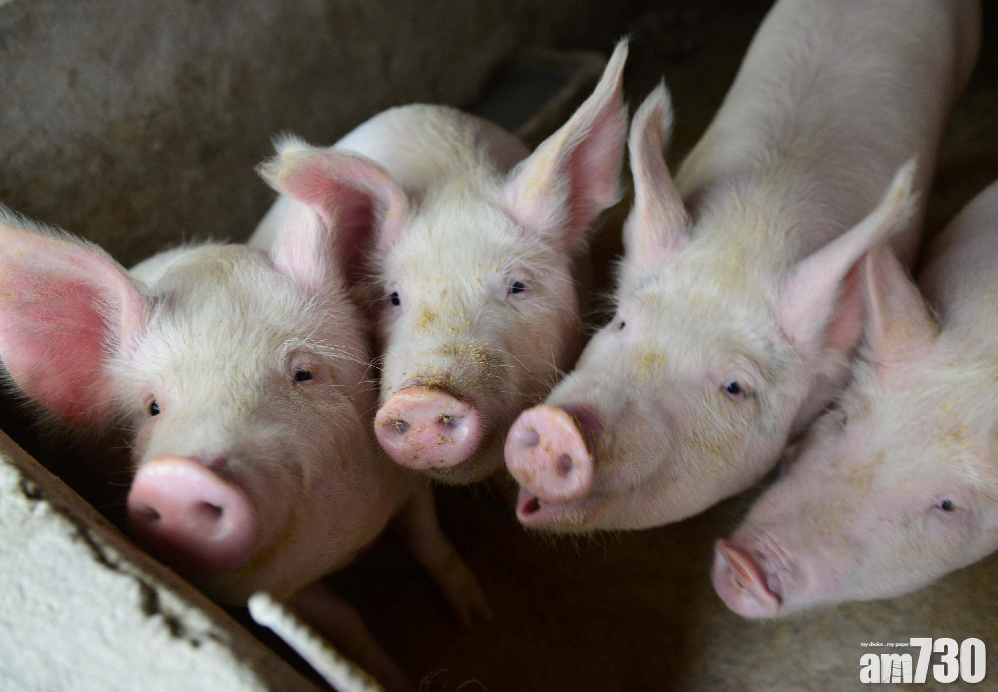 廣東再爆非洲豬瘟 廣州養殖場30豬發病9死