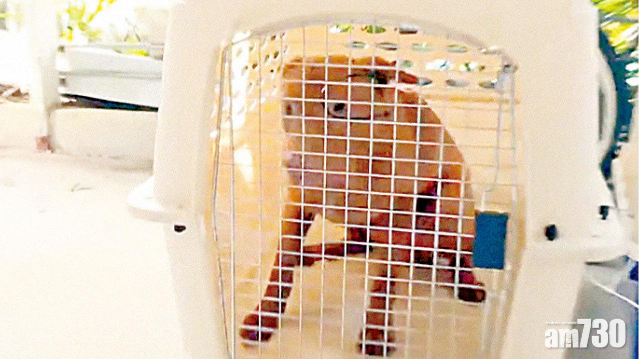 4唐狗缺水缺糧留村屋一周 飼主被捕