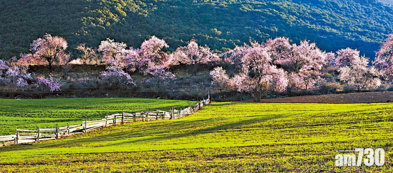 3月遊藏桃花園
