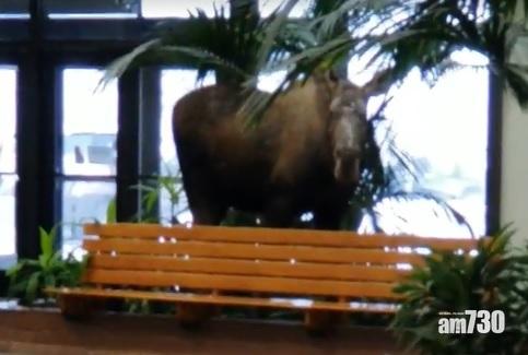 【和平拜訪】巨型麋鹿闖阿拉斯加醫院取暖食葉(有片)