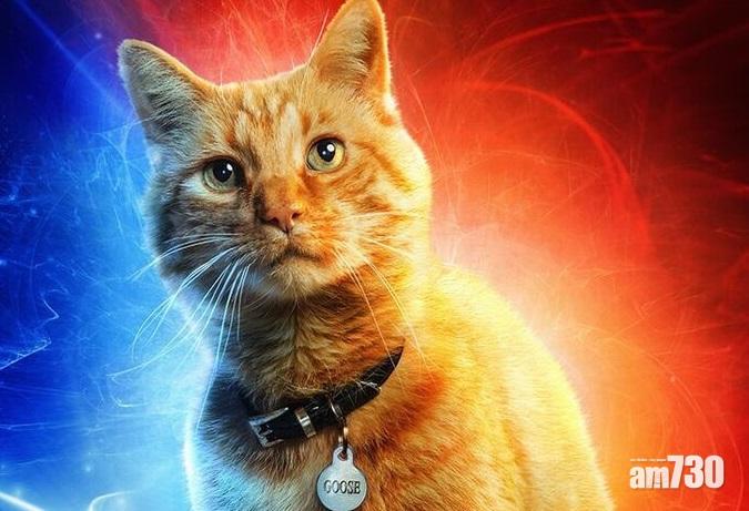 【最萌英雄】《Marvel隊長》海報全開 寵物貓「Goose」好可愛