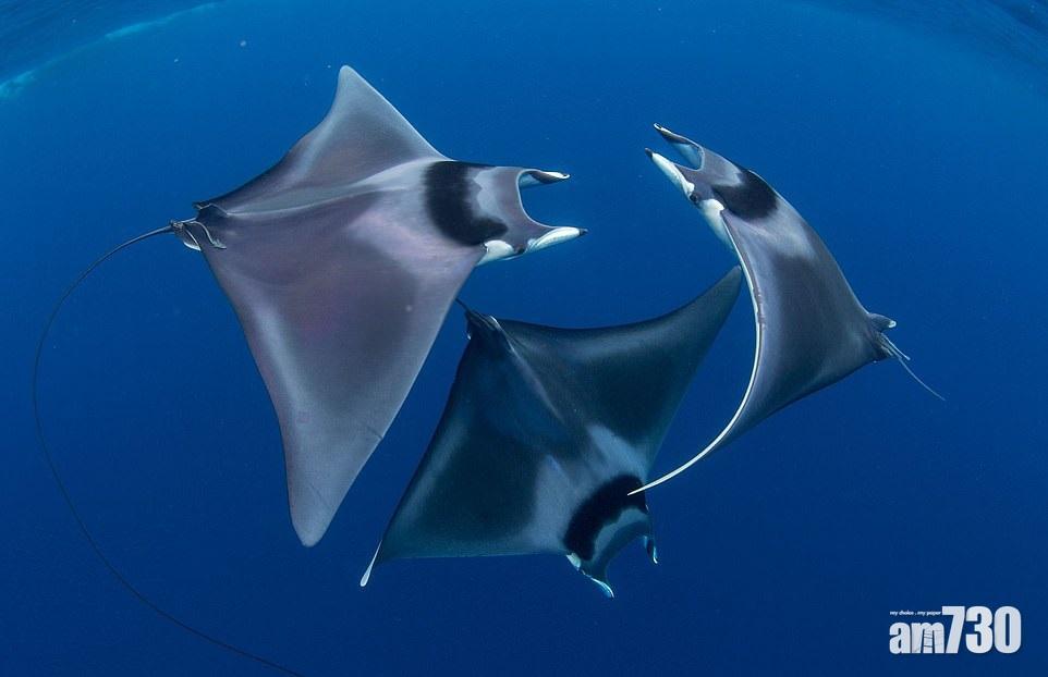 魔鬼跳芭蕾奪冠