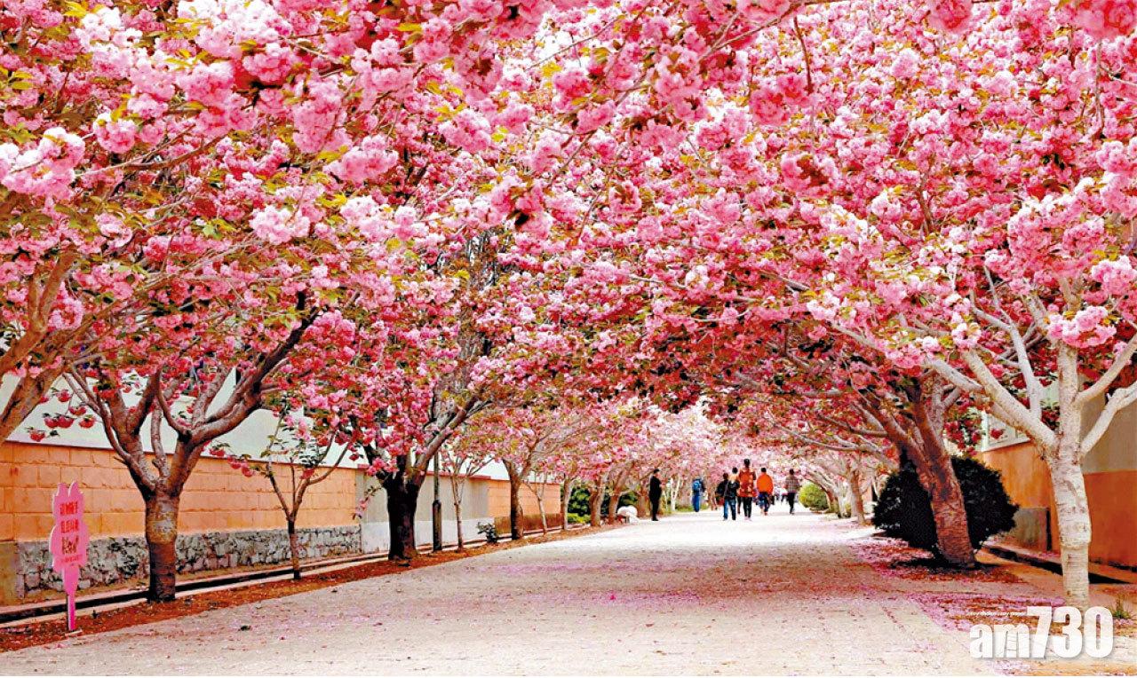 盤點東莞廣州賞花秘境