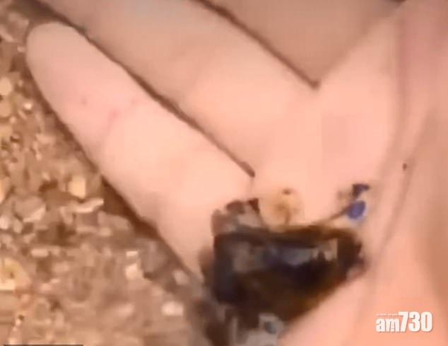 【愈美愈毒】遊客把玩藍圈八爪魚  網友：無死算好彩