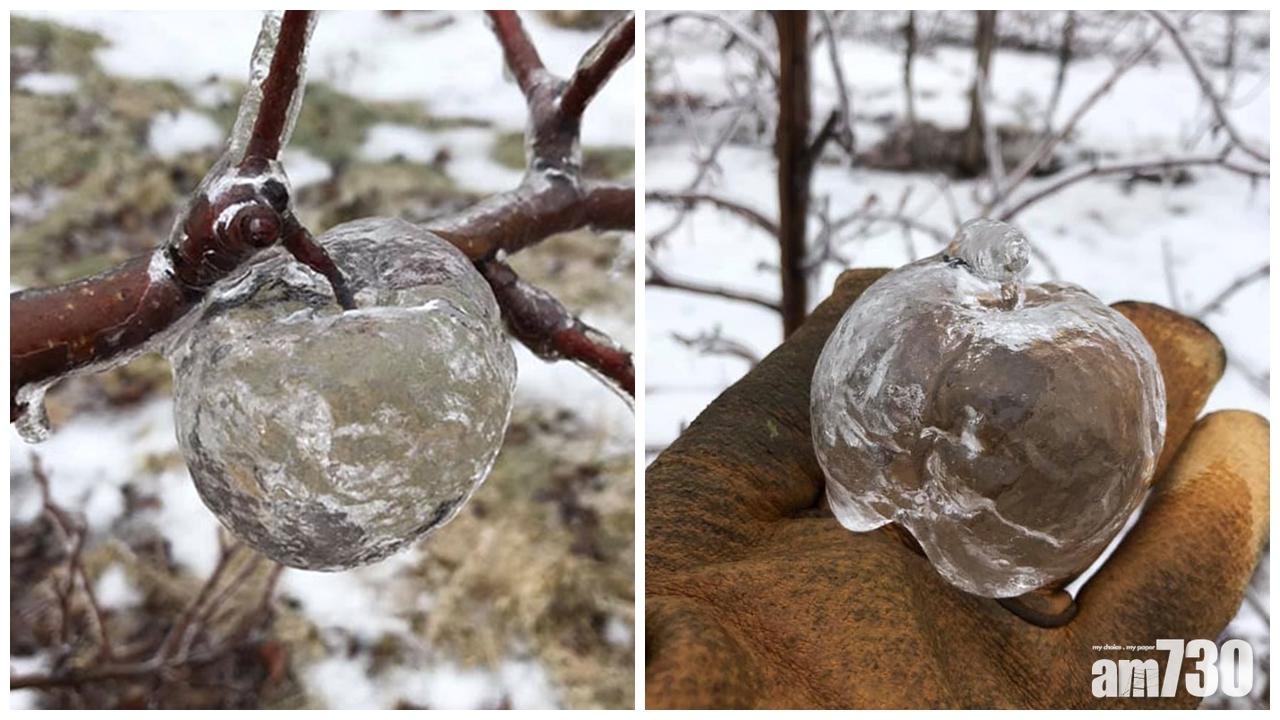 零下30度冰封果園 驚現透明「鬼蘋果」