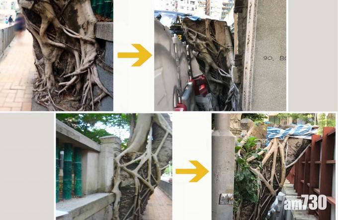 申訴專員建議地政署砍樹應開誠布公  增決策透明度