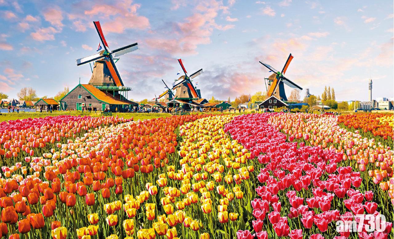 花漾歐洲行 鬱金香玫瑰接力綻放