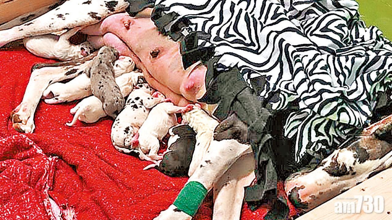 冠軍大丹 死後卅年做老竇