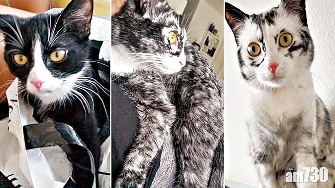 由黑漸白 判若兩貓