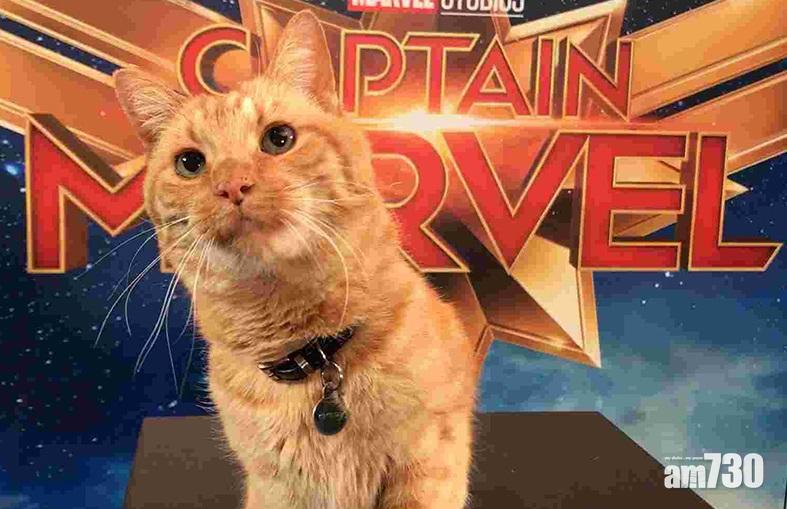 【喵英雄】《Marvel隊長》喵喵Goose紅過影后貝兒娜森