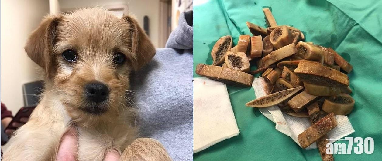 【金魚？】6磅小狗唔識飽  狂吞46件牛仔骨塞胃致命