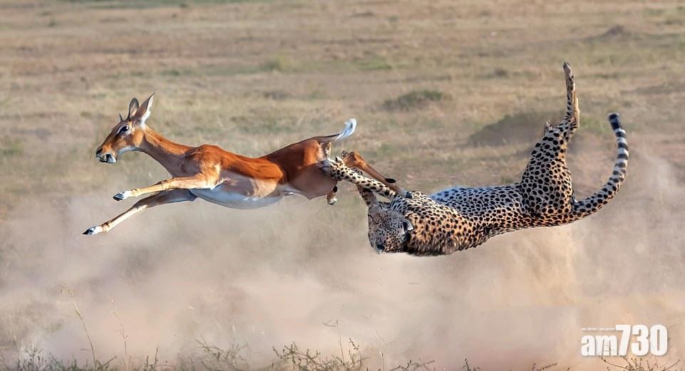 【獵食一刻】獵豹完美體操姿勢 飛擒羚羊
