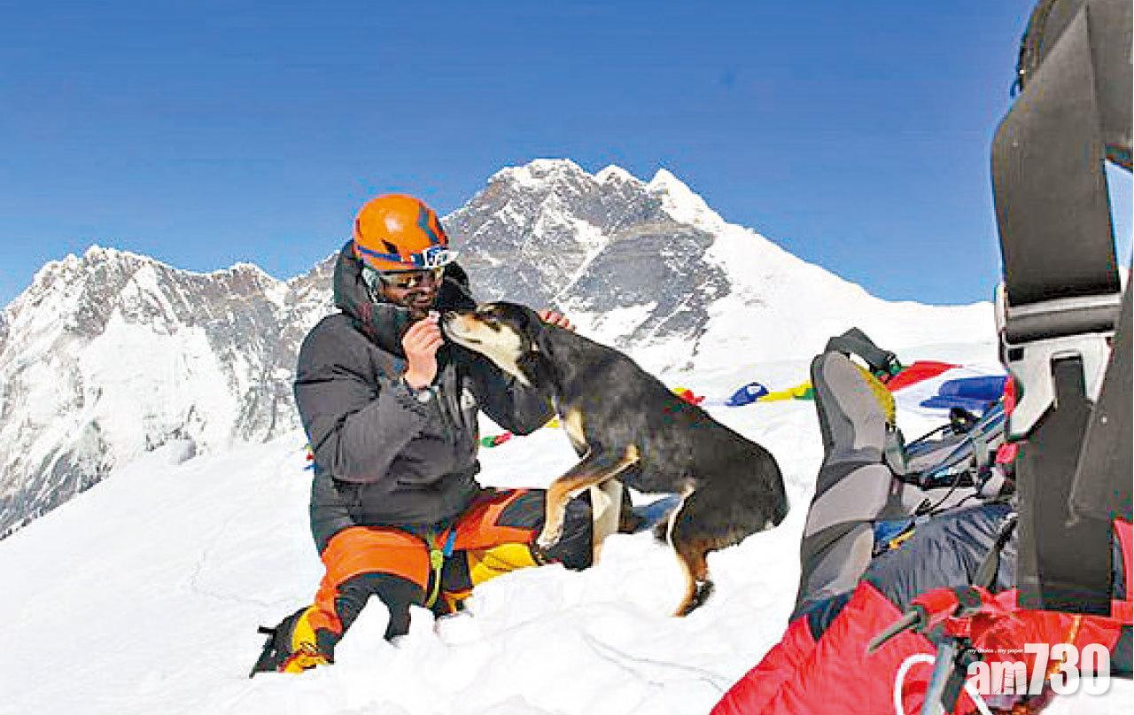 流浪狗死跟 成第一 登峰犬