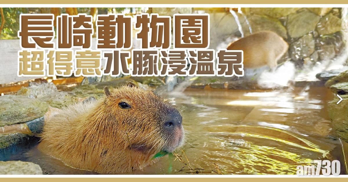 長崎明星水豚風呂