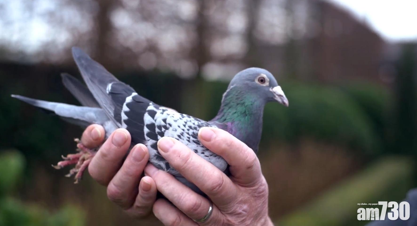 【天價拍賣】華人買家斥逾1110萬 投得「賽鴿之王」