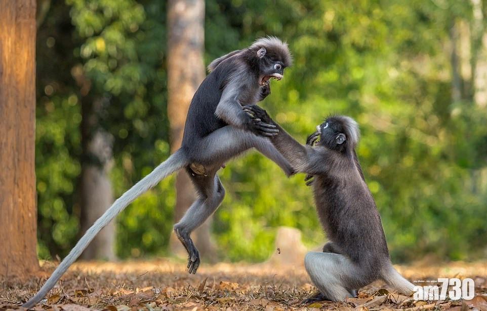 少林馬騮耍猴拳