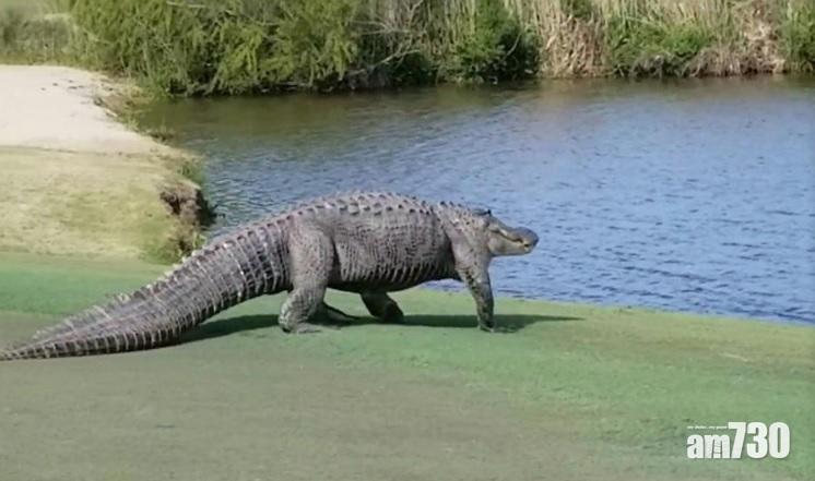 【嚇到爆粗】打打吓高爾夫球  有條巨鱷行來行去(有片)