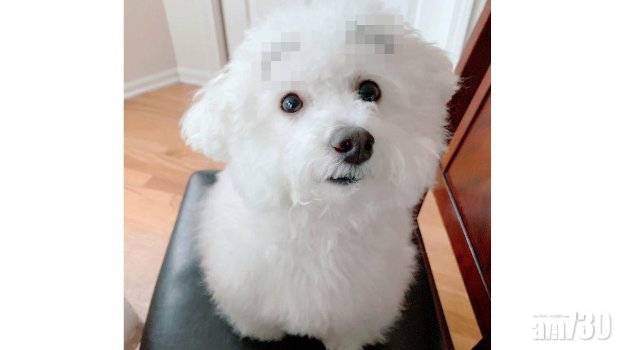 當汪星人有眉毛……