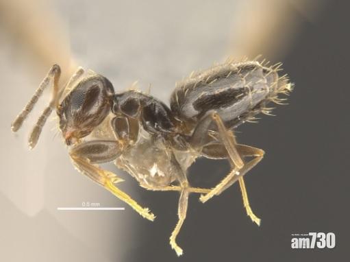 港大發現13新種螞蟻  一外來物種有潛在禍害