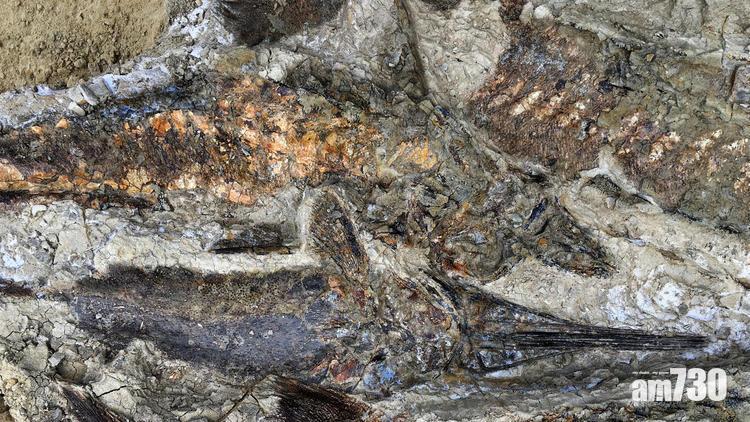 美遺址化石 印證6600萬年小行星撞地球威力