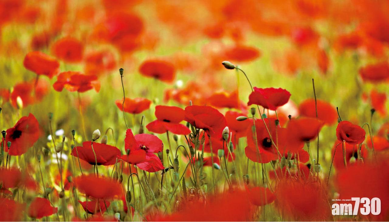 韓國尚州限定楊貴妃花田　釜山天空步道呃LIKE打卡