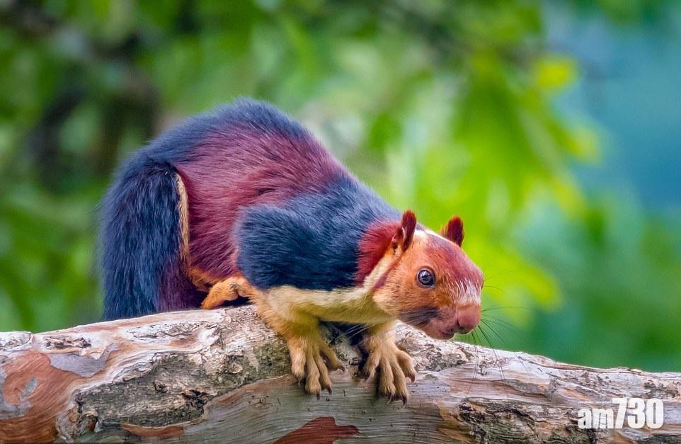 【拼綴皮草？】巨鼠的五十道色戒