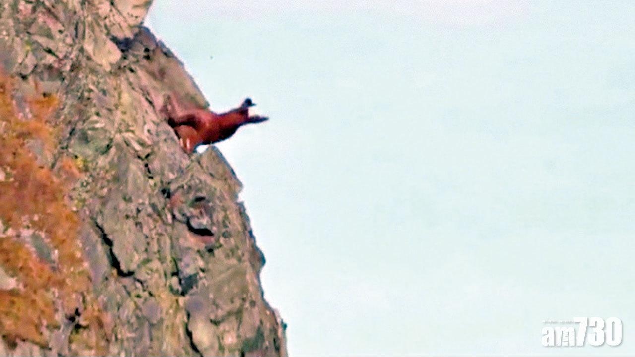 全球暖化融冰無處容身 海象攀崖墮斃