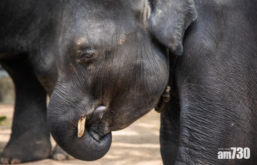 【瘦到見骨】真實版「小飛象」被逼人前表演  動作流露內心痛苦