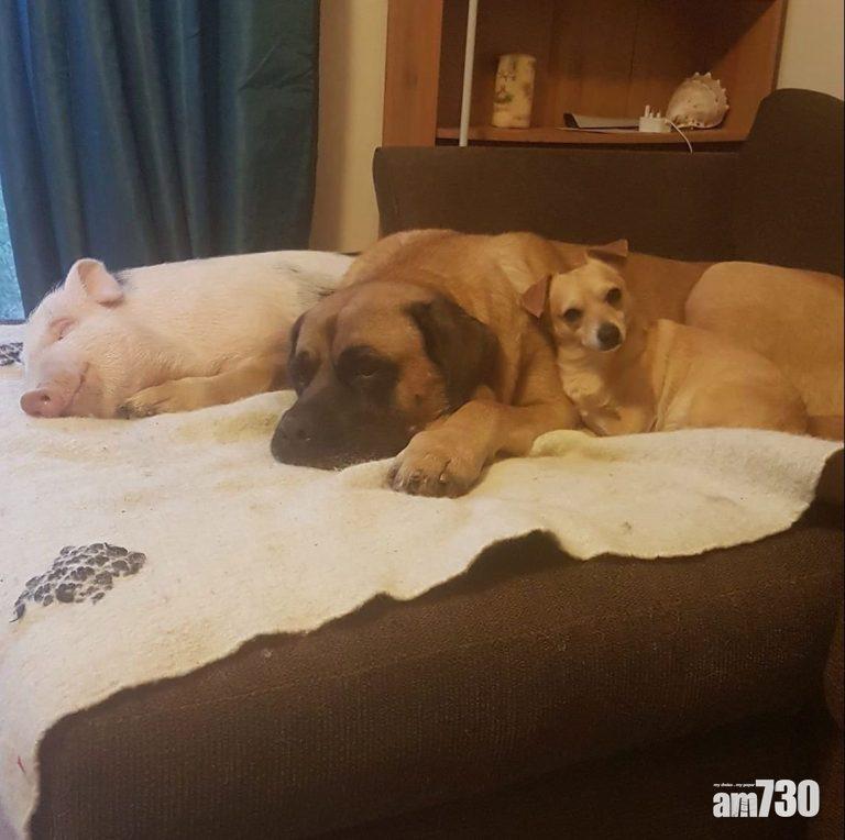 【好心無好報】養殖場救小豬回家 英婦遭鄰居投訴面臨收樓