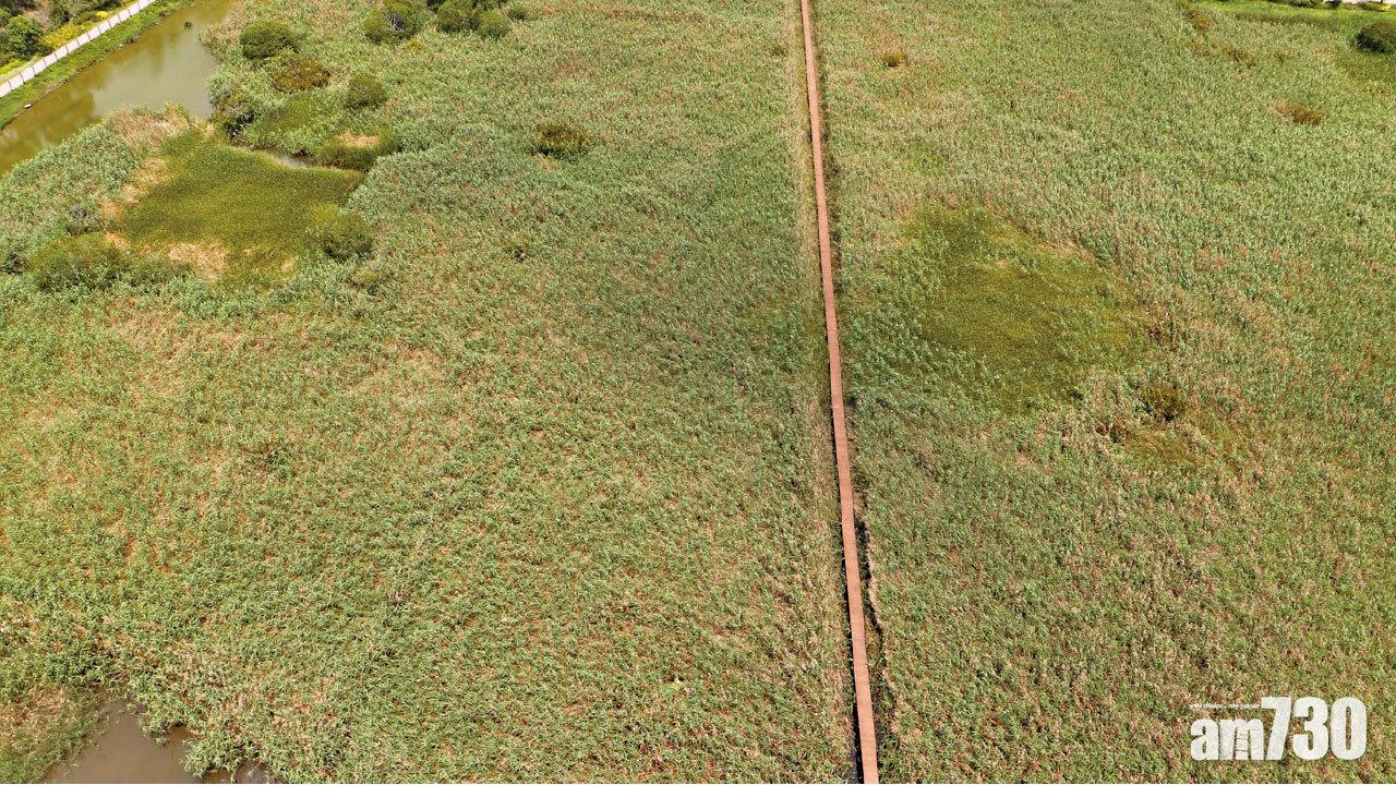 廢棄農地變私人濕地  重現近危物種蜻蜓「廣瀨妹蟌」