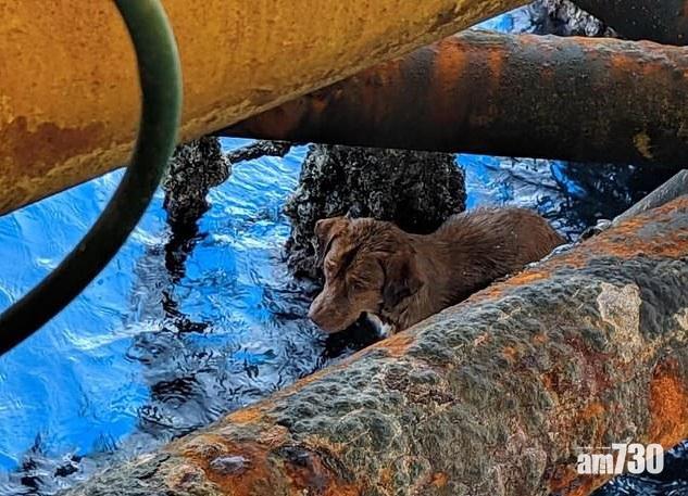 【奇幻漂流】狗狗離岸200公里漂流 獲鑽油台工人發現救起