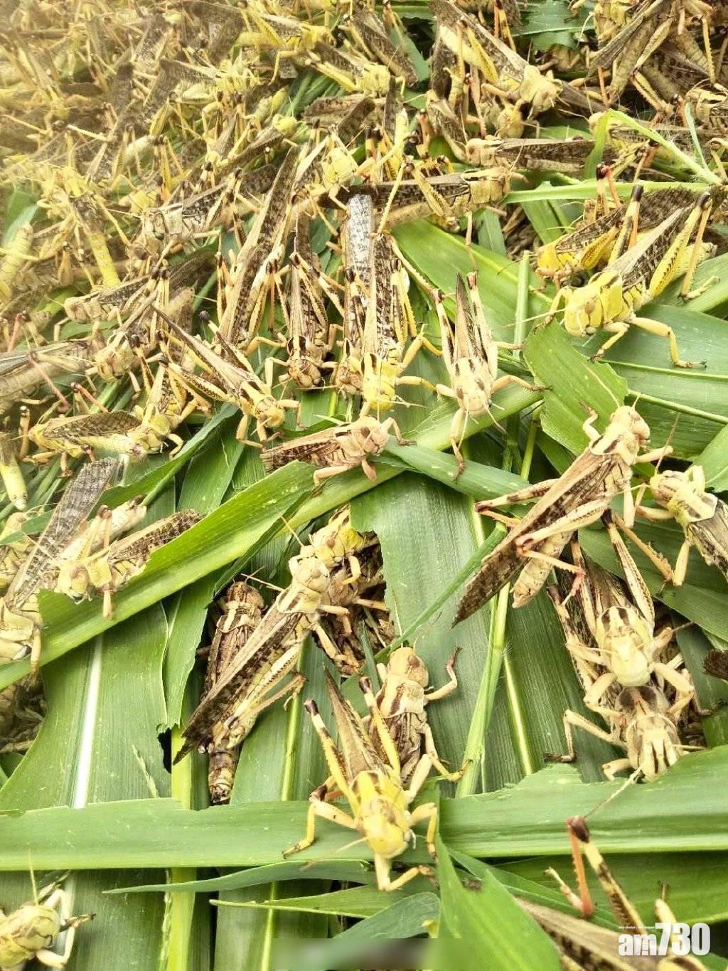 【蝗蟲致富】大學生改行養蝗蟲 年賣6噸賺20萬