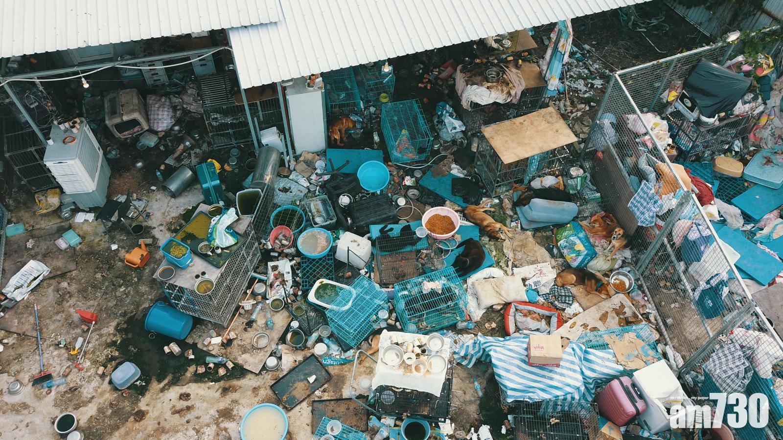 打鼓嶺狗場疑虐待動物 狗屍遍地如亂葬崗