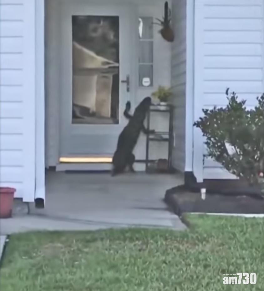 【不速之客】屋企有人想㩒鐘  點知原來係鱷魚 (有片)