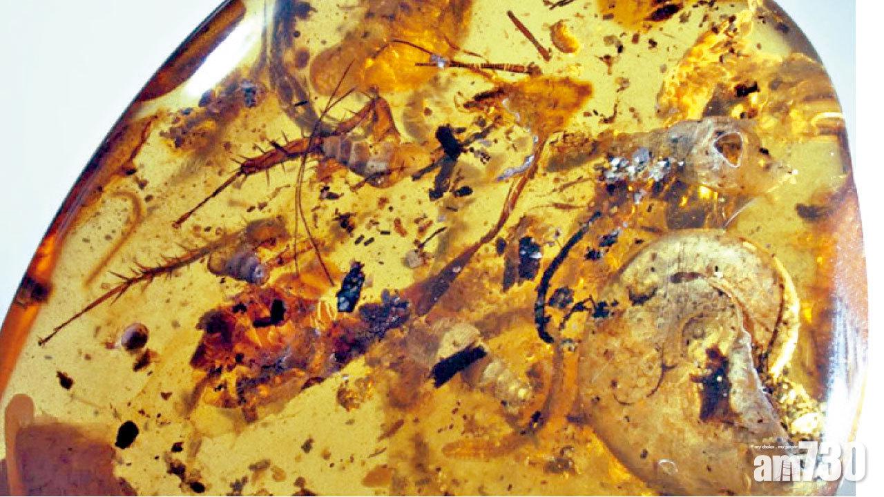 罕有裹藏海洋生物 琥珀內首見菊石