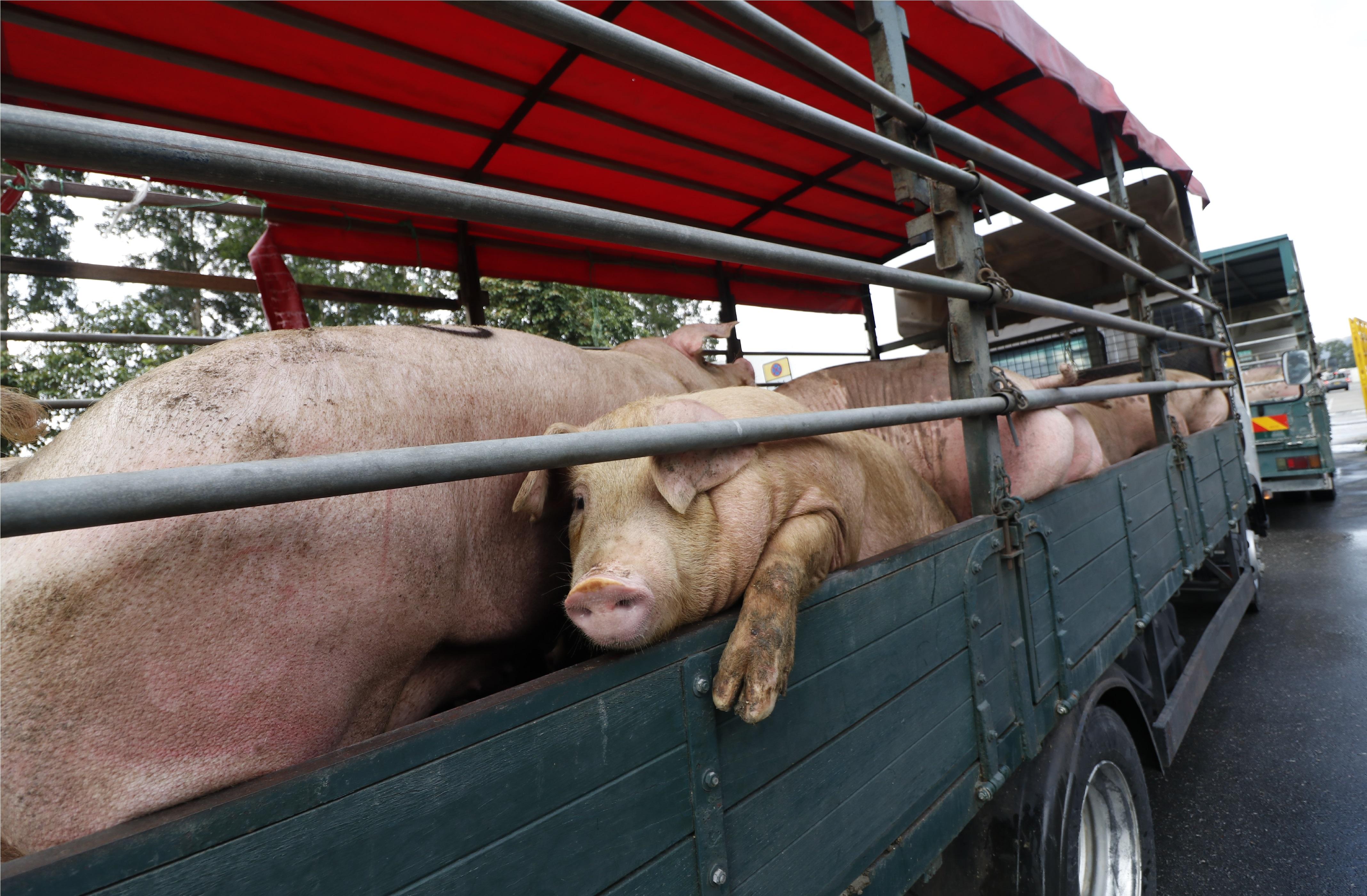 上水荃灣屠房今復運作  料鮮豬肉零售價貴4-6元