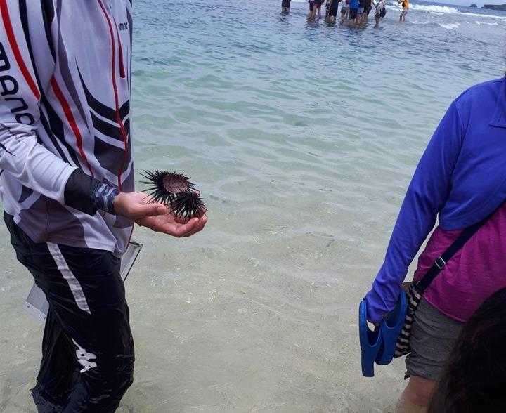 小琉球保育區海膽疑被即劏吃剩殼 