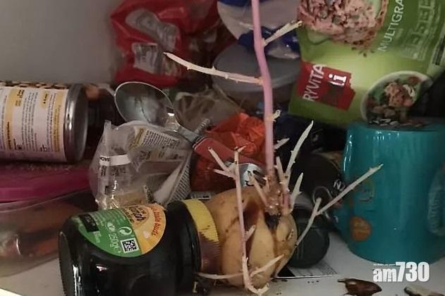 【好難頂】網民公開室友惡習  薯仔擺足一年發芽成樹