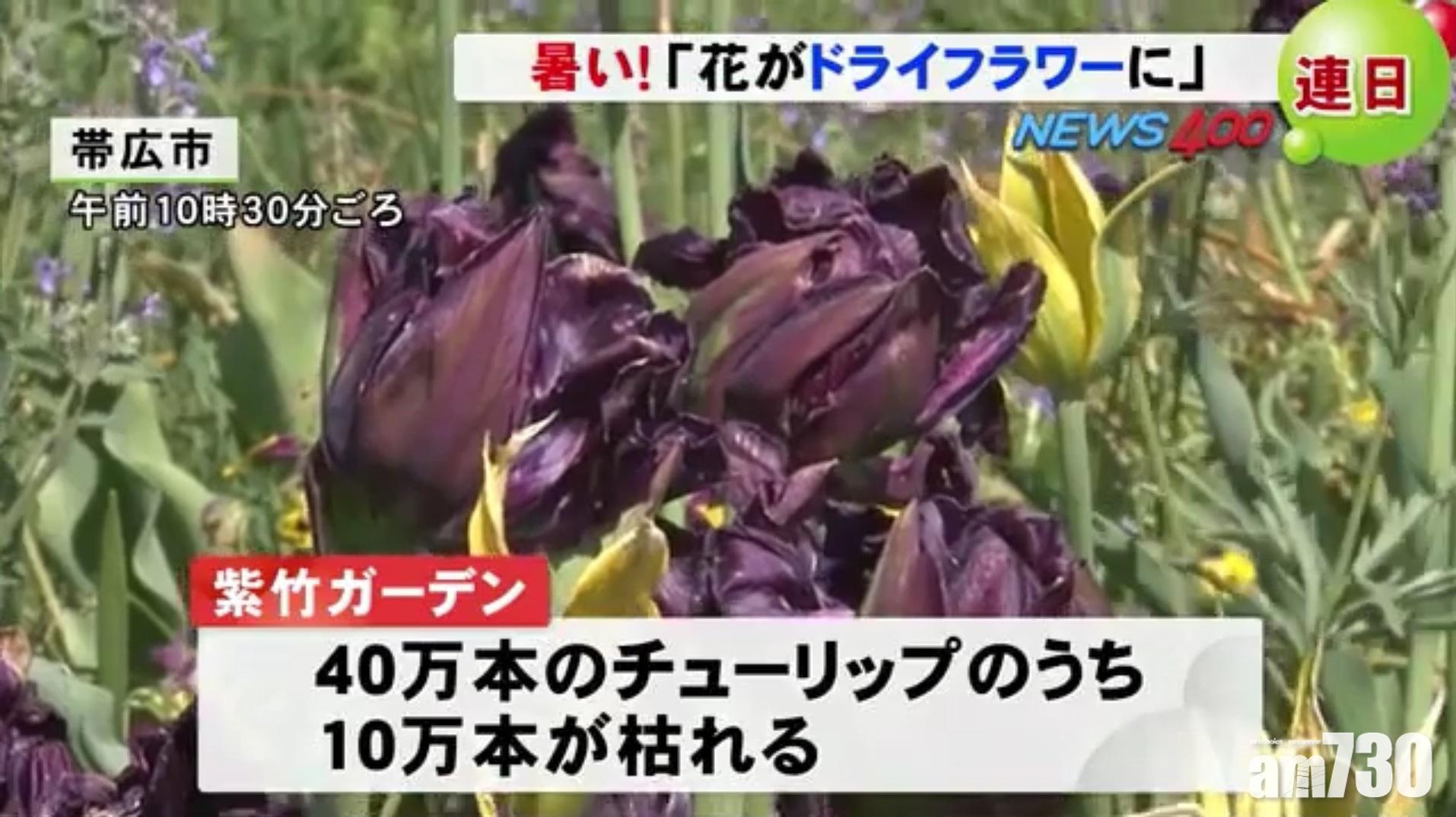 【遊日注意】北海道持續高溫 10萬株鬱金香枯萎